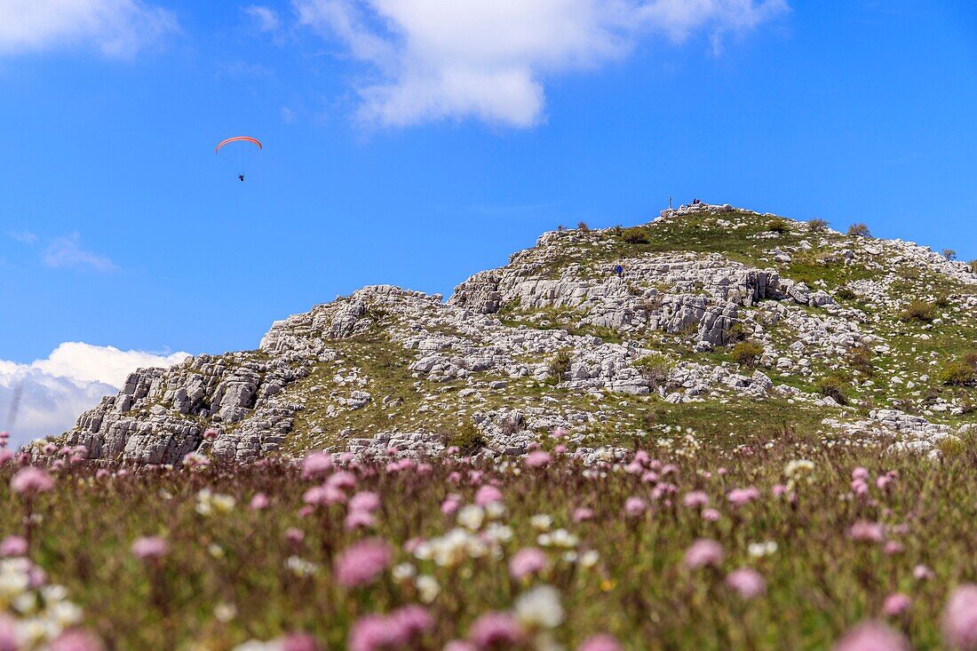 France, Alpes Maritimes, Regional Natural Park of the Prealpes d'Azur, Coursegoules, Cheiron Mountain\n