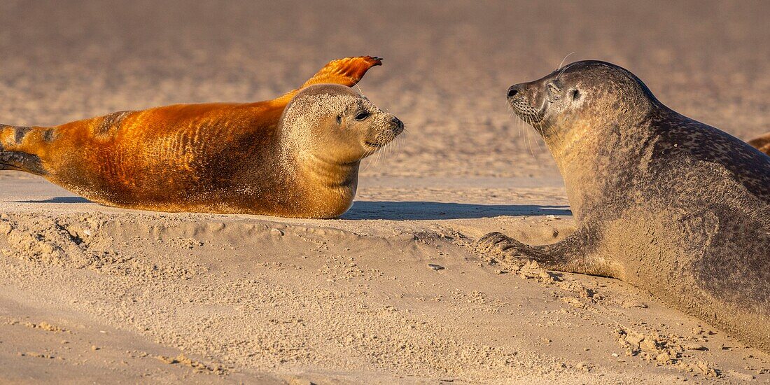 France, Pas de Calais, Opal Coast, Berck sur Mer, common seal (Phoca vitulina), seals are today one of the main tourist attractions of the Somme Bay and the Opal Coast\n