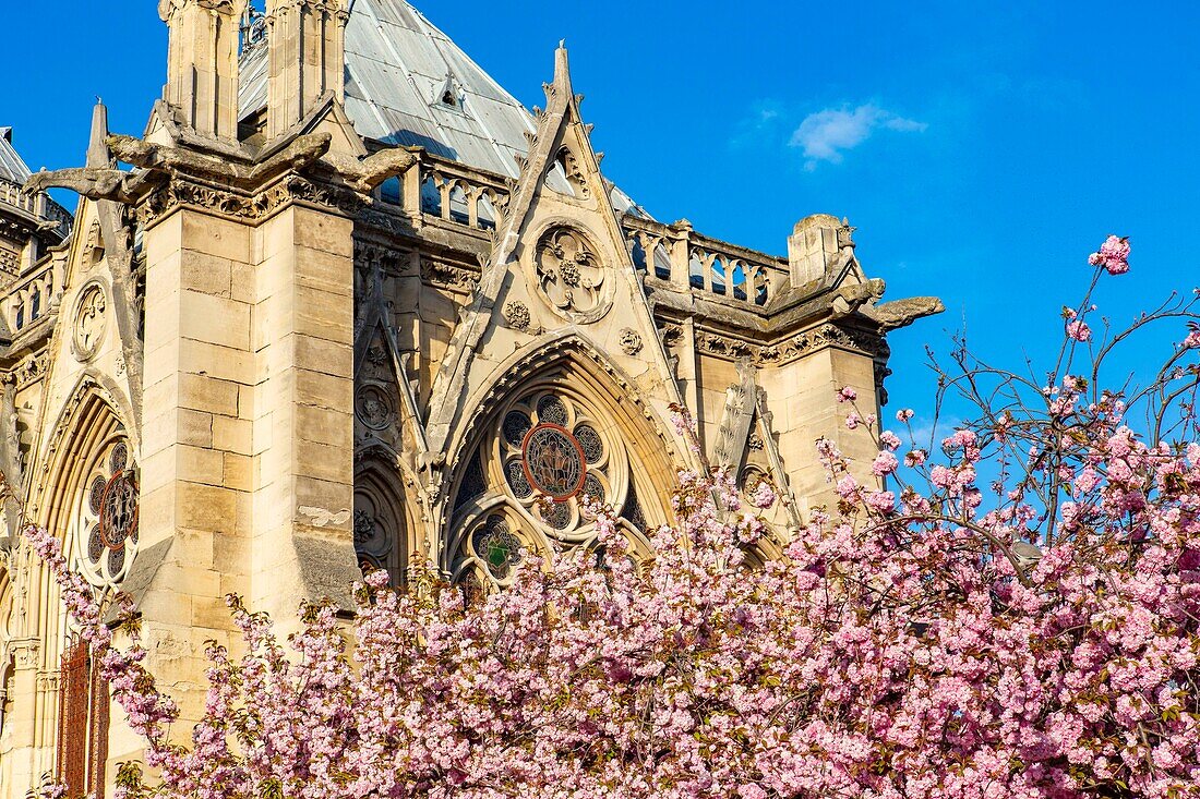 France, Paris, area listed as World Heritage by UNESCO, Ile de la Cité, Notre-Dame-de-Paris in spring, cherry blossoms\n