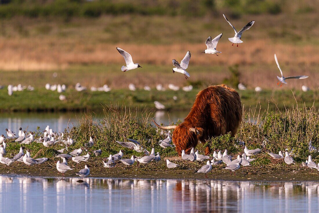 France, Somme, Baie de Somme, Le Crotoy, The marsh of Crotoy welcomes each year a colony of Black-headed Gull (Chroicocephalus ridibundus - Black-headed Gull) which come to nest and reproduce on islands in the middle of the ponds, sometimes the Scottish cows unfortunately come to trample the nests to graze on the islands, causing panic among the seagulls\n