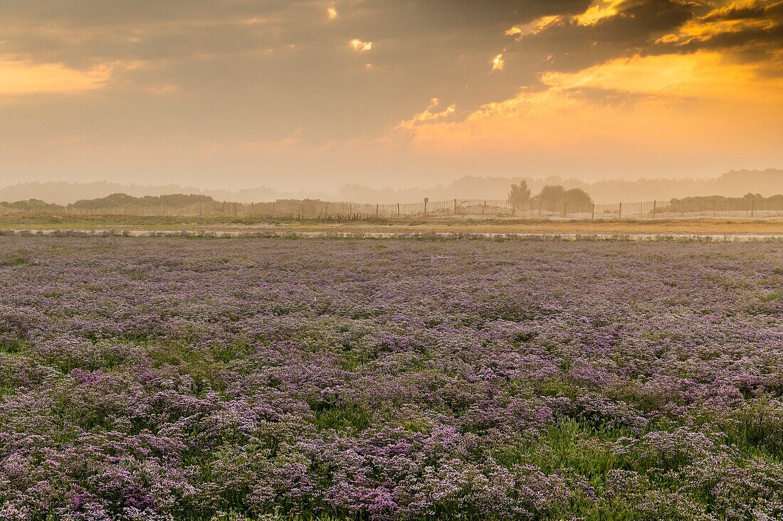 France, Somme, Somme Bay, Nature Reserve of the Somme Bay, Le Crotoy, Beaches of Maye, The mollières of the Somme Bay with the lilac sea in bloom in the early morning\n