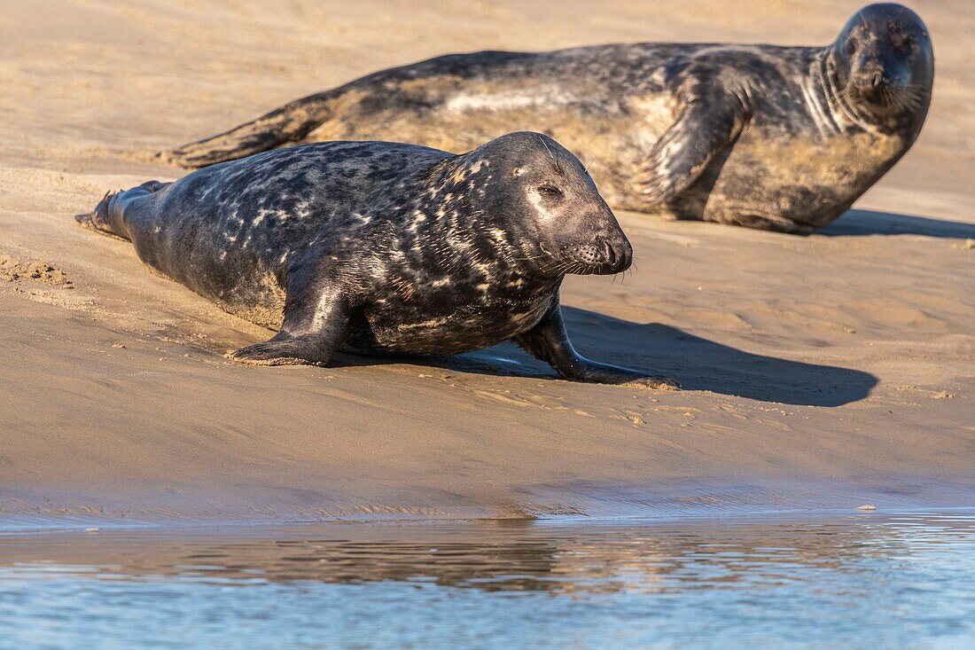 France, Pas de Calais, Opal Coast, Berck sur Mer, grey seal (Halichoerus grypus), seals are today one of the main tourist attractions of the Somme Bay and the Opal Coast\n