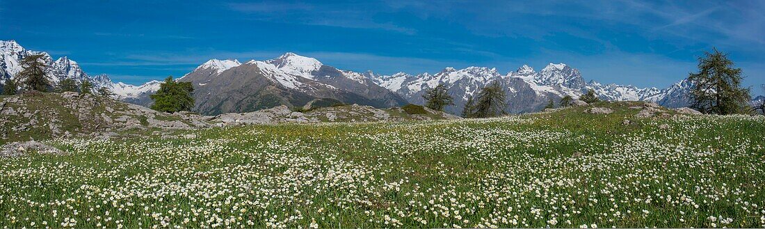 Frankreich, Hautes Alpes, Oisans-Massiv, Ecrins-Nationalpark, Vallouise, Wanderung zur Pointe des Tetes, Panorama vom Sommintal-Plateau auf die Gipfel des Oisans-Massivs von links nach rechts: Kopf von Dormillouse, Spitze Aigliere in der Mitte Gipfel des Pelvoux