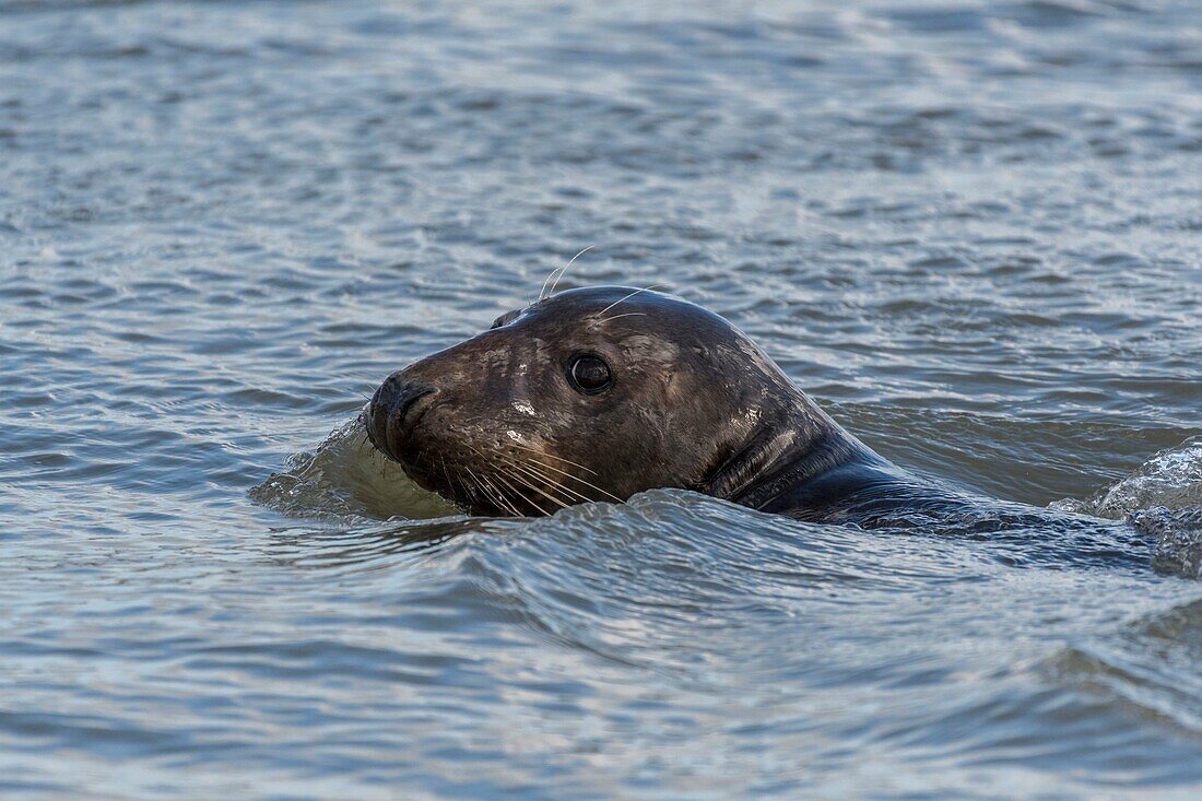 "Frankreich, Pas de Calais, Authie Bay, Berck sur Mer, Kegelrobben (Halichoerus grypus), bei Ebbe ruhen sich die Robben auf den Sandbänken aus, von wo aus sie von der steigenden Flut gejagt werden; sobald sie im Wasser sind, treibt ihre natürliche Neugier sie manchmal ganz nah heran"