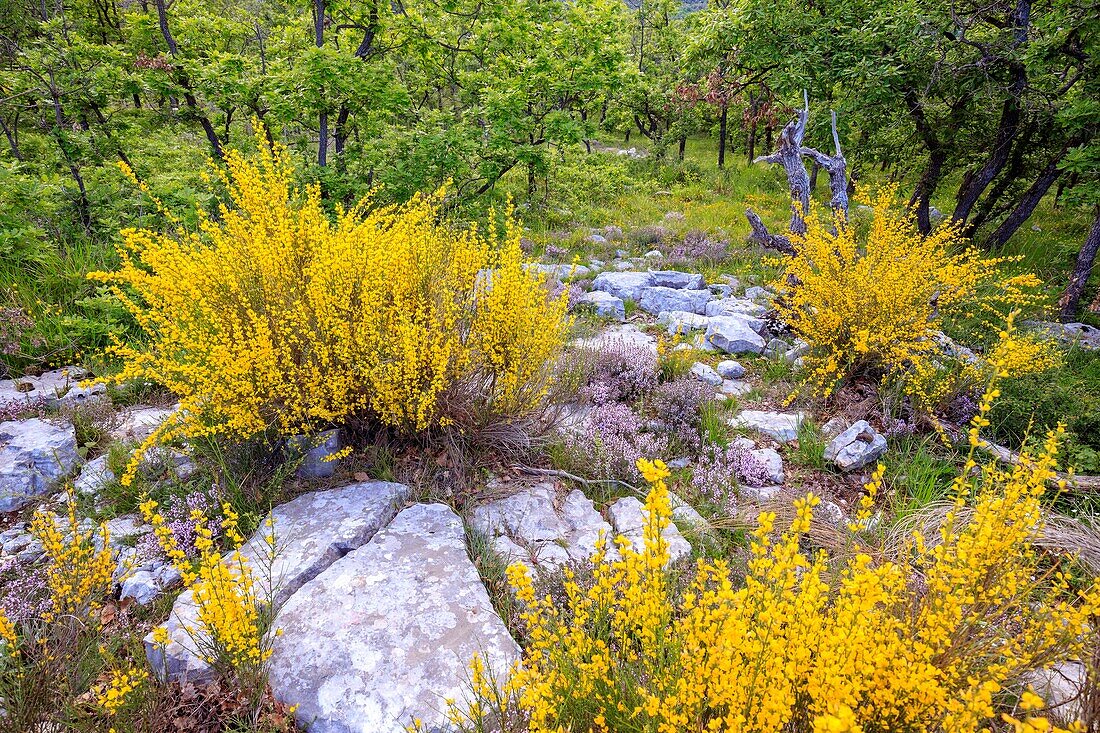 France, Alpes Maritimes, Regional Natural Park of the Prealpes d'Azur, Gourdon, flowering of the broom (Genista cinerea) and wild thyme (Thymus vulgaris)\n