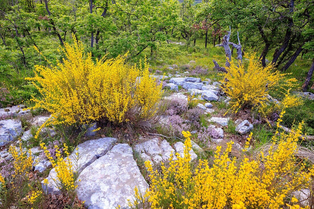 Frankreich, Alpes Maritimes, Regionaler Naturpark der Prealpes d'Azur, Gourdon, Blüte des Ginsters (Genista cinerea) und des wilden Thymians (Thymus vulgaris)