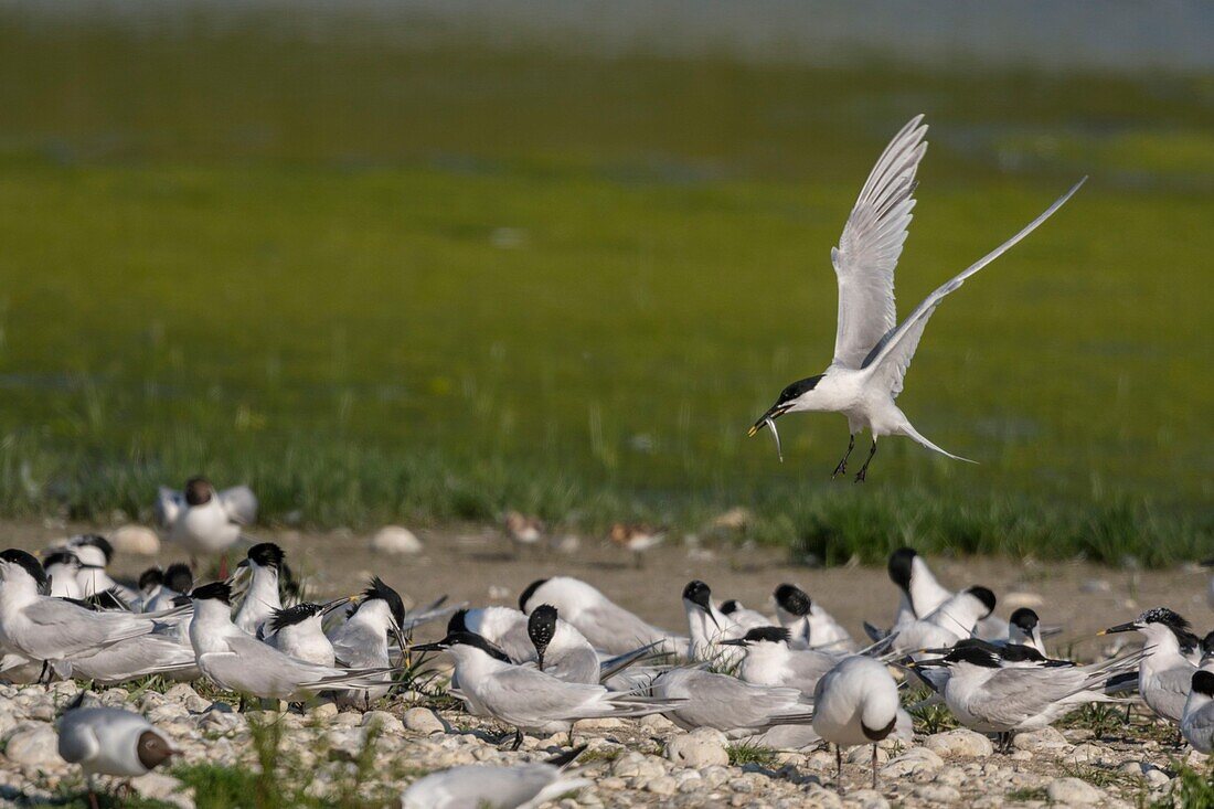 Frankreich, Somme, Somme Bay, Ault, Cayeux sur mer, Ault Hâble, Caugek Seeschwalbenkolonie (Thalasseus sandvicensis Sandwich Seeschwalbe), die sich zur Fortpflanzung niedergelassen hat, einer der Partner bringt Fische als Opfergabe oder um den anderen zu füttern, der schwelgt, aber die Seeschwalben werden von den Möwen belästigt, die ihnen einen beträchtlichen Teil ihres Fangs stehlen