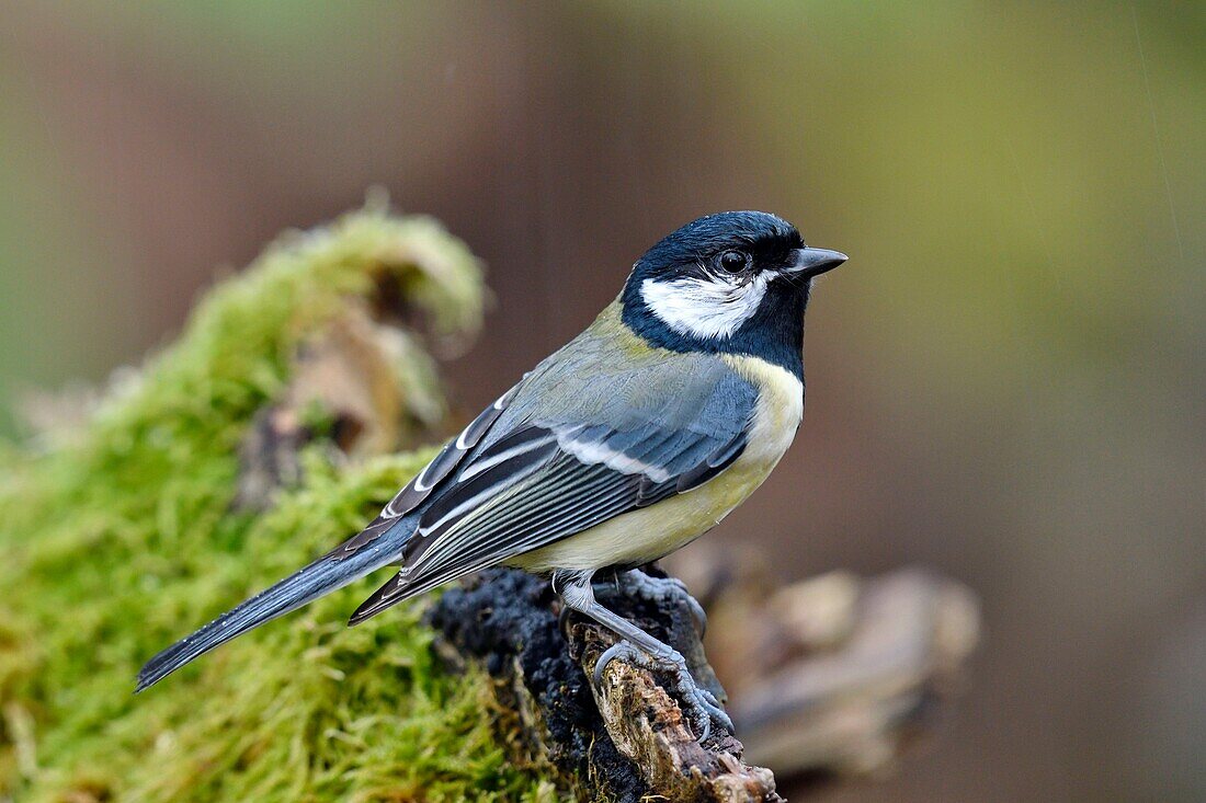 Frankreich, Doubs, Vogel, Kohlmeise (Parus major) auf einer moosbewachsenen Wurzel