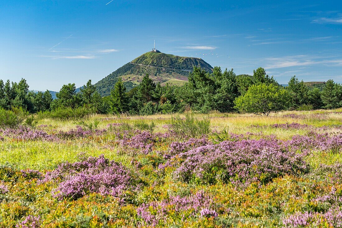 France, Puy de Dome, the Regional Natural Park of the Volcanoes of Auvergne, Chaine des Puys, Orcines, the summit of the Grand Sarcoui volcano covered with heather, the Puy de Dome volcano in the background\n