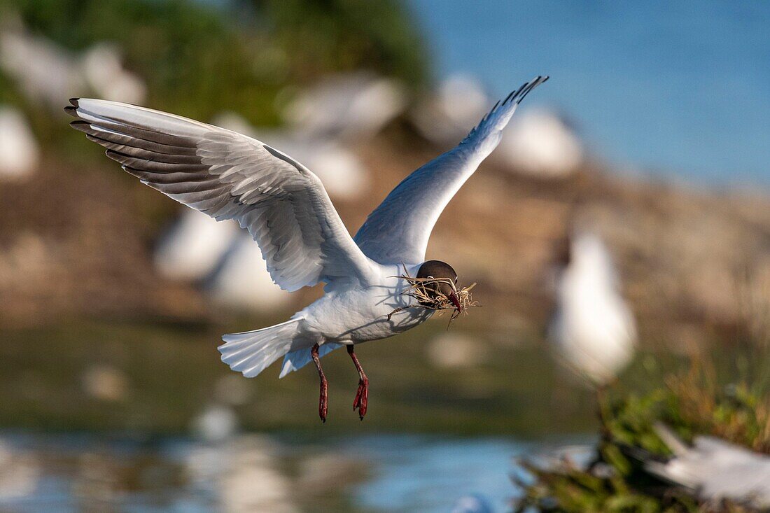 Frankreich, Somme, Somme-Bucht, Crotoy-Sumpf, Le Crotoy, jedes Jahr lässt sich eine Lachmöwenkolonie (Chroicocephalus ridibundus - Lachmöwe) auf den Inseln des Crotoy-Sumpfes nieder, um zu nisten und sich fortzupflanzen, die Vögel tragen die Zweige für den Nestbau