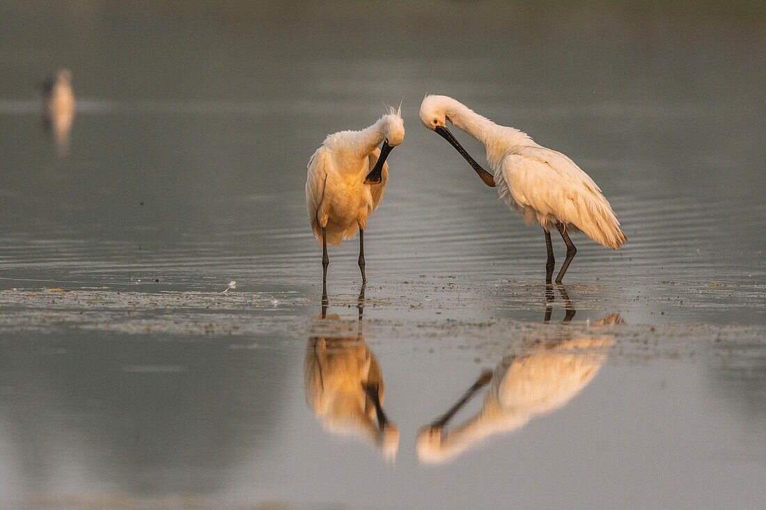 France, Somme, Somme Bay, Le Crotoy, Crotoy Marsh, Spoonbill (Platalea leucorodia Eurasian Spoonbill), grooming session in common and mutual to maintain social bonds\n