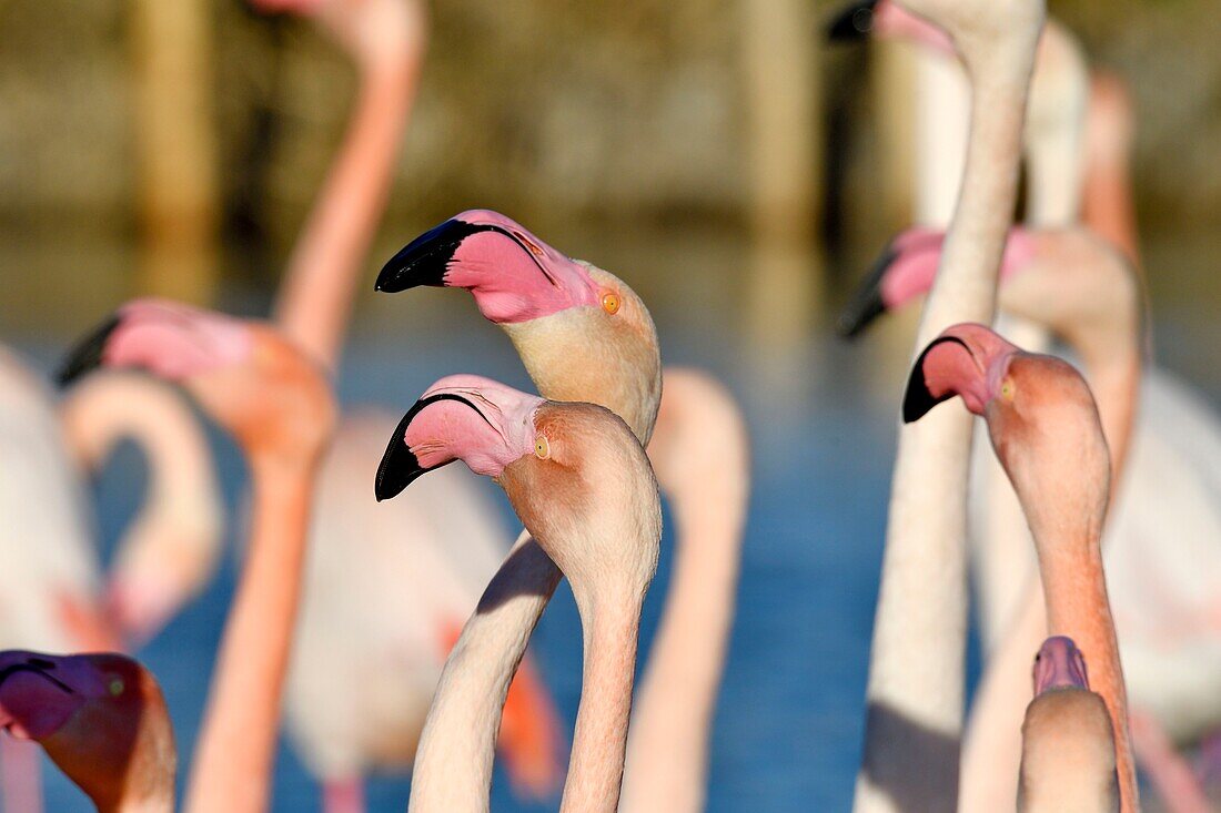 Frankreich, Bouches du Rhone, Camargue, Naturschutzgebiet Pont de Gau, Flamingos (Phoenicopterus roseeus)