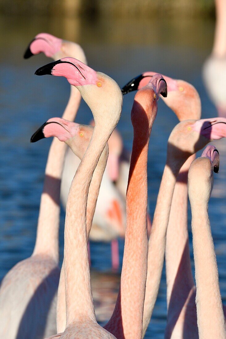 Frankreich, Bouches du Rhone, Camargue, Naturschutzgebiet Pont de Gau, Flamingos (Phoenicopterus roseeus)