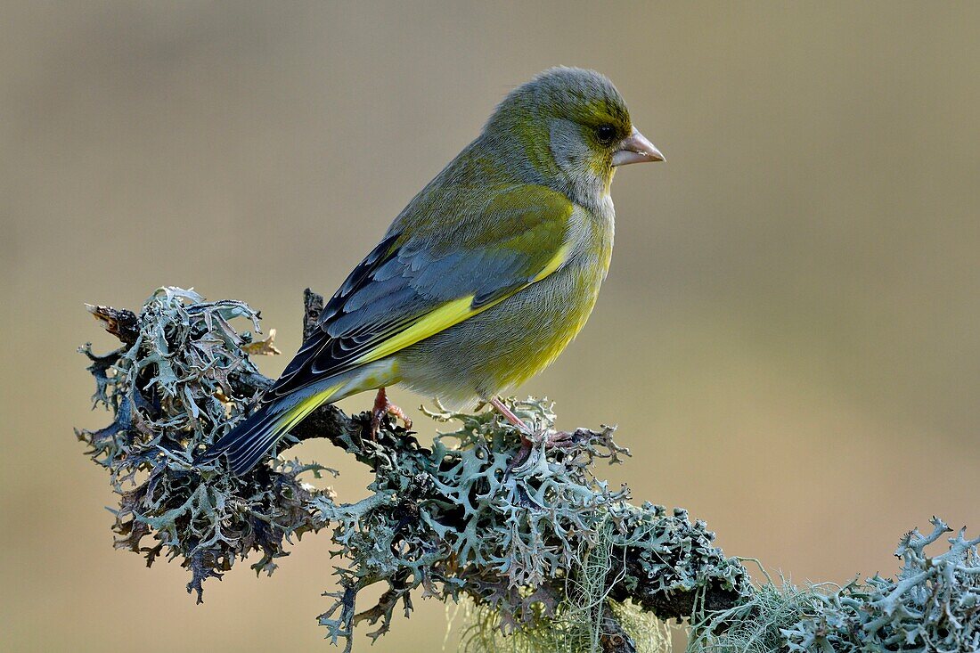 France, Doubs, bird, Greenfinch (Carduelis chloris) perched on a branch of lichens\n