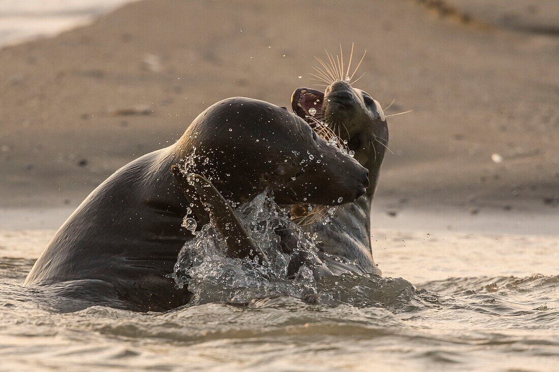 "Frankreich, Pas de Calais, Authie-Bucht, Berck sur Mer, Kegelrobbenspiele (Halichoerus grypus), zu Beginn des Herbstes ist es üblich, Kegelrobben zu beobachten, die untereinander einen Kampf simulieren; dies ist auch ein Zeichen dafür, dass die Paarungszeit naht"