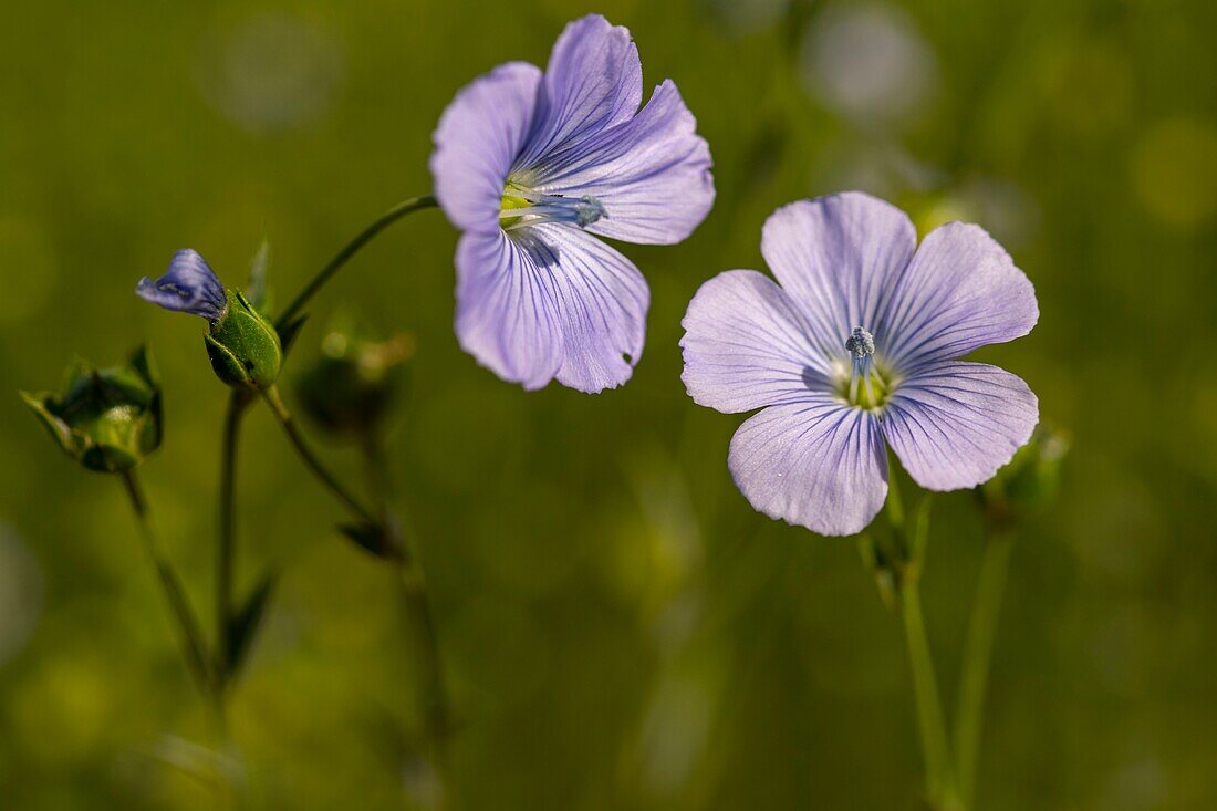 Frankreich, Somme, Somme-Bucht, Die Hourdel, Blume der Leinen