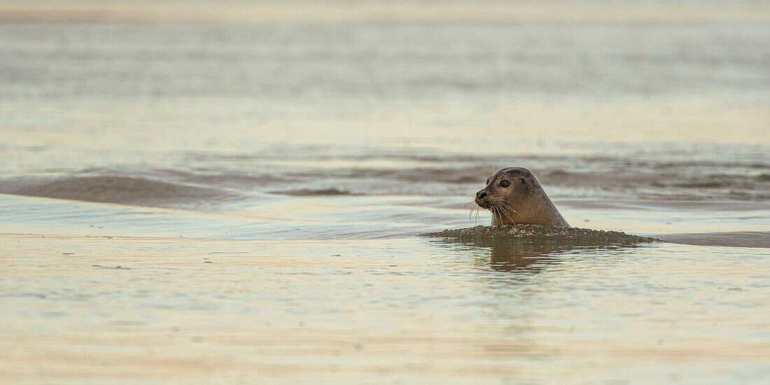 France, Pas de Calais, Opal Coast, Berck sur Mer, common seal (Phoca vitulina), seals are today one of the main tourist attractions of the Somme Bay and the Opal Coast\n