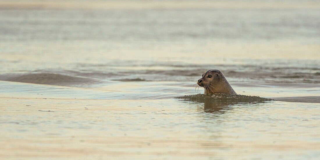 Frankreich, Pas de Calais, Opalküste, Berck sur Mer, Seehund (Phoca vitulina), Seehunde sind heute eine der wichtigsten touristischen Attraktionen der Somme-Bucht und der Opalküste