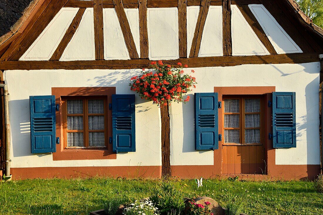 France, Bas Rhin, Parc Naturel Regional des Vosges du Nord (Northern Vosges Regional Natural Park), traditional half-timbered house\n