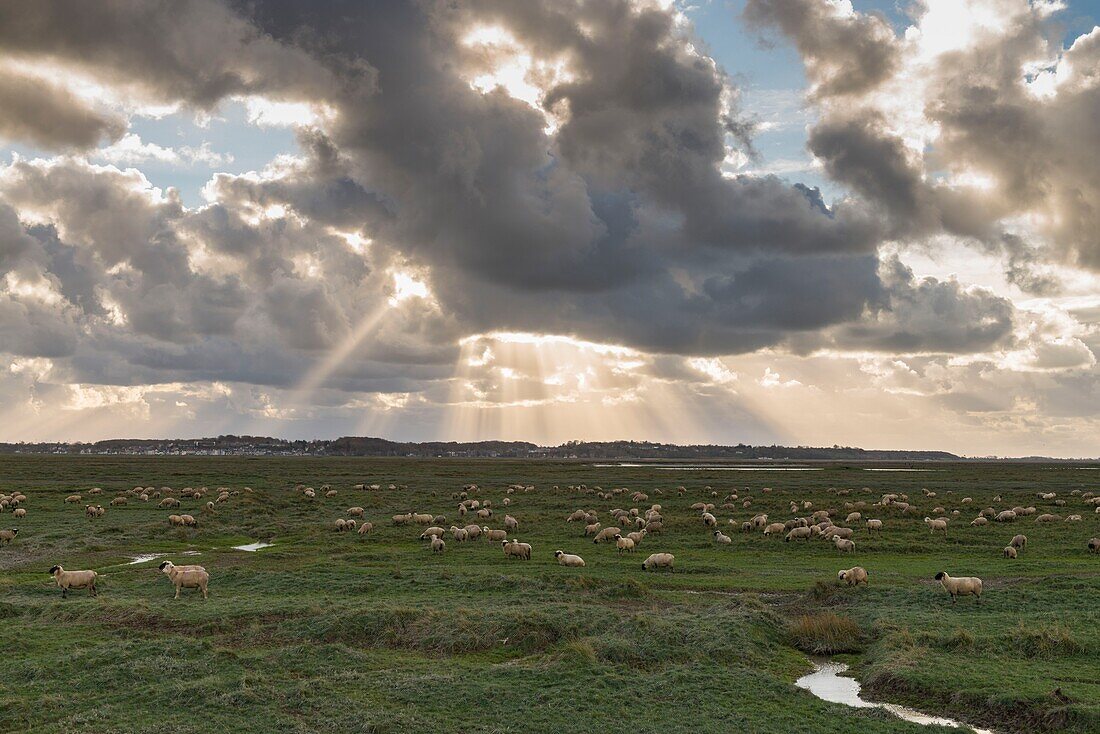 Frankreich, Somme, Baie de Somme, Saint Valery sur Somme, Schafe auf Salzwiesen in der Baie de Somme