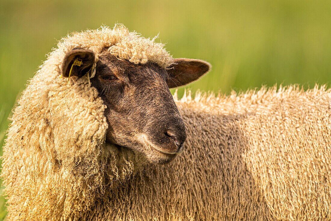 "France, Somme, Somme Bay, Saint Valery sur Somme, Cape Hornu, Sheeps in salted meadows facing Le Crotoy; foreshore sheep are a Controlled Origin Appellation (COA) with the obligation to graze halophilic plants several months of the year"\n