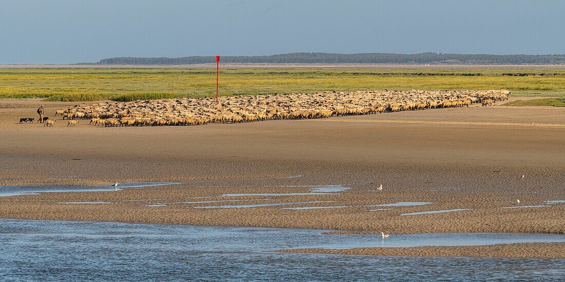 France, Somme, Somme Bay, Saint Valery sur Somme, salt-meadow sheep come to drink in the channel of the Somme facing the docks\n