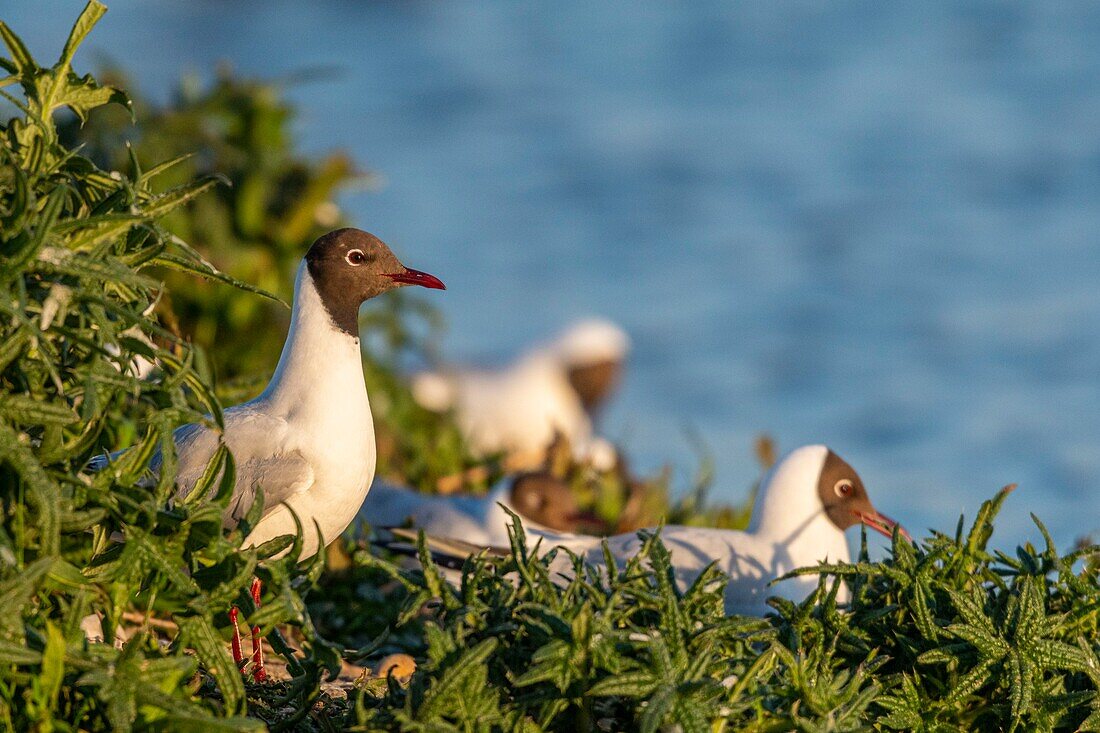 France, Somme, Bay of the Somme, Crotoy Marsh, Le Crotoy, every year a colony of black-headed gulls (Chroicocephalus ridibundus) settles on the islets of the Crotoy marsh to nest and reproduce\n