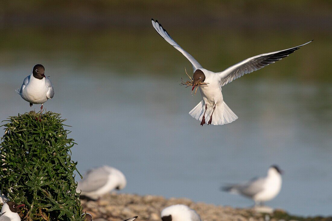 France, Somme, Bay of the Somme, Crotoy Marsh, Le Crotoy, every year a colony of black-headed gulls (Chroicocephalus ridibundus - Black-headed Gull) settles on the islets of the Crotoy marsh to nest and reproduce , the birds carry the branches for the construction of the nest\n