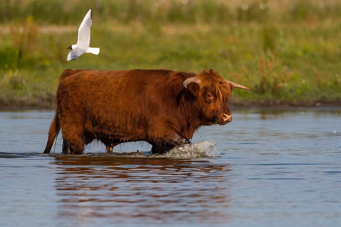 France, Somme, Somme Bay, Crotoy Marsh, Le Crotoy, Highland Cattle (Scottish cow) for marsh maintenance and eco grazing\n