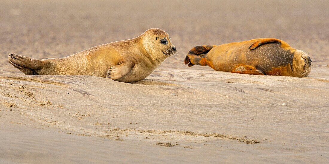 France, Pas de Calais, Opal Coast, Berck sur Mer, common seal (Phoca vitulina), seals are today one of the main tourist attractions of the Somme Bay and the Opal Coast\n