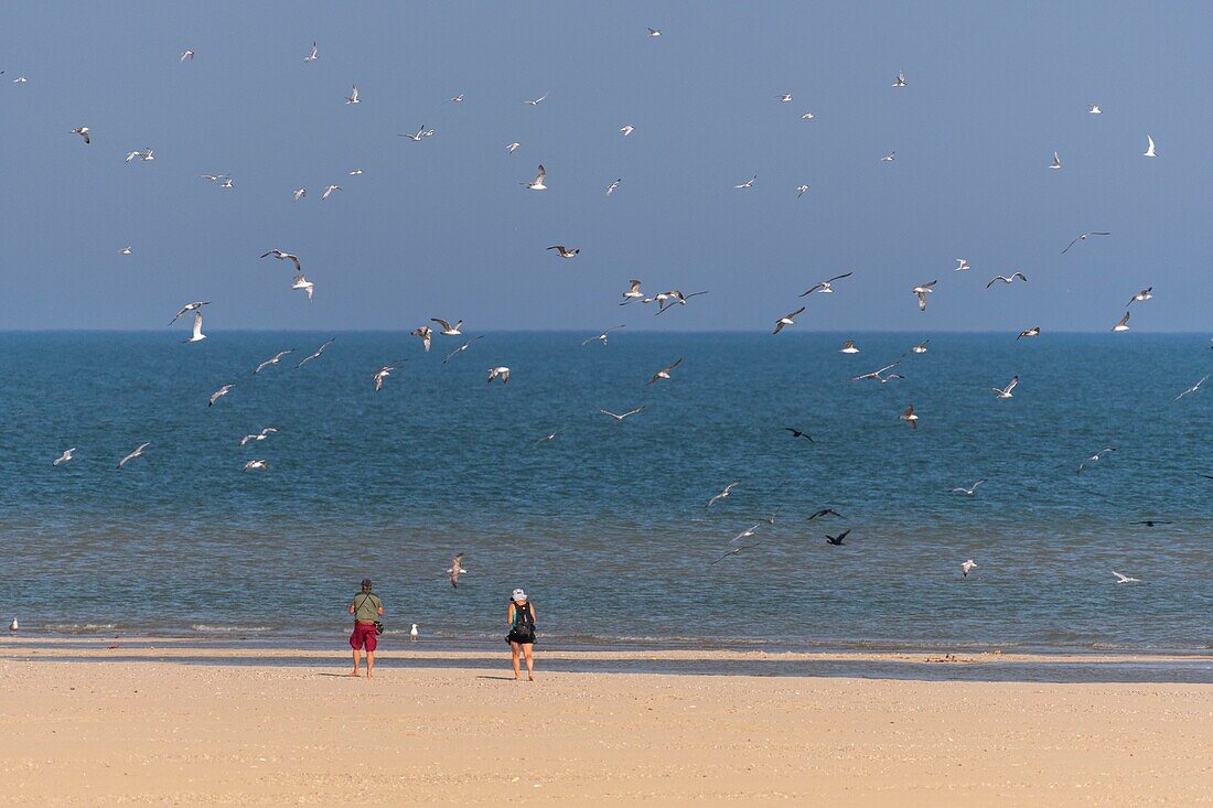 Frankreich, Somme, Somme-Bucht, Le Hourdel, Blick auf die Sandbank, wo Spaziergänger die Vögel (Möwen, Seeschwalben, Kormorane) von der weißen Straße aus beobachten, die den Hourdel mit Cayeux verbindet