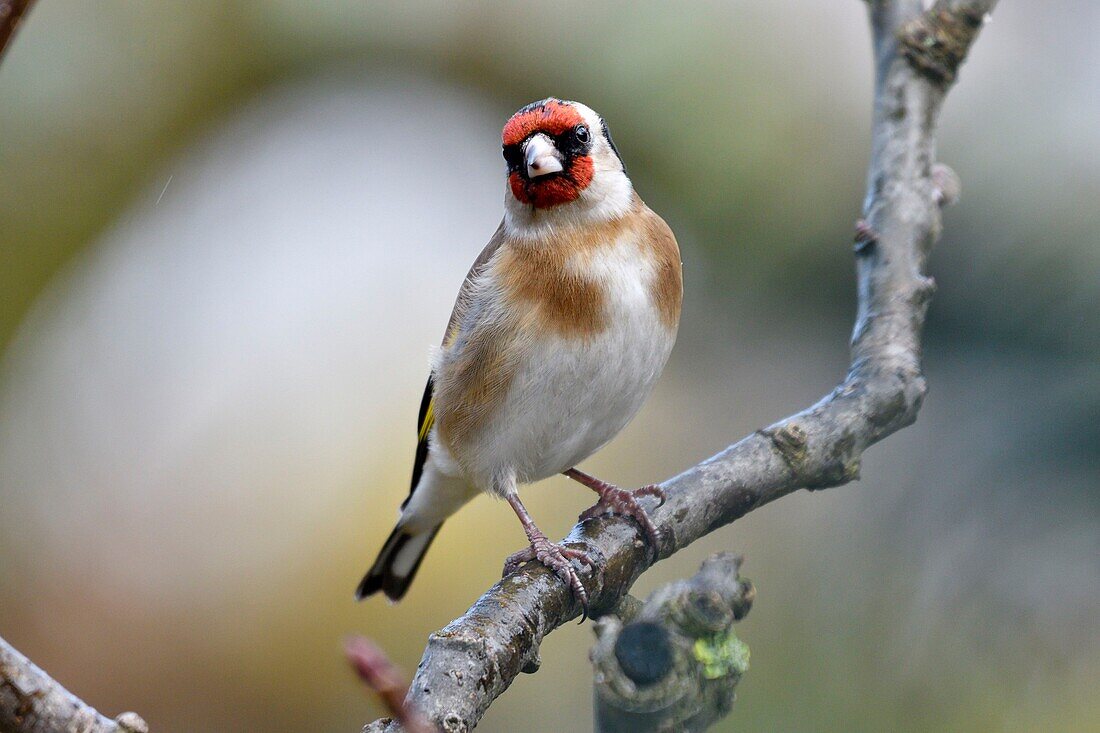 Frankreich, Doubs, Vogel, Stieglitz (Carduelis carduelis)