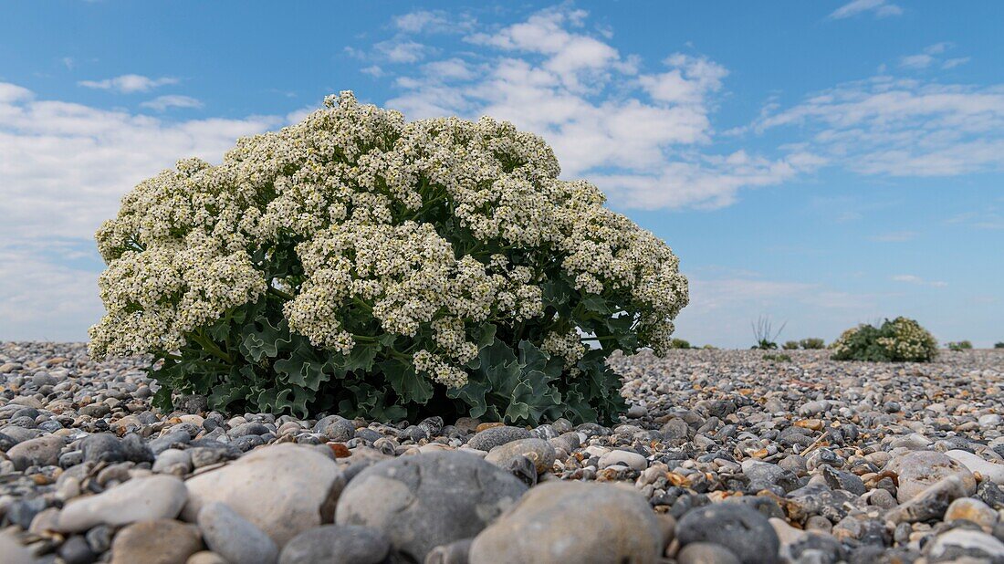 France, Somme, Baie de Somme, Cayeux sur Mer, Sea cabbage (Crambe maritima) on the pebble cord\n