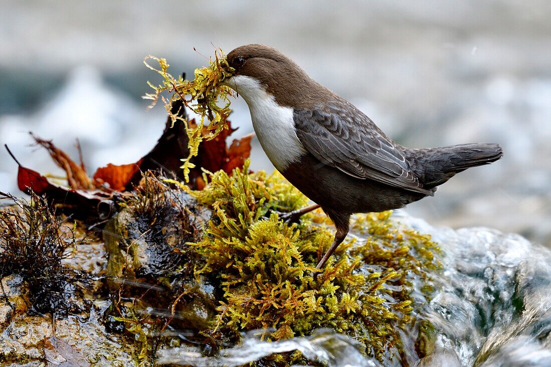 France, Doubs, Creuse Valley, bird, diving Cincle (Cinclus cinclus), nest construction\n