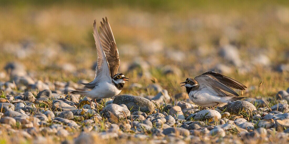 France, Somme, Baie de Somme, Cayeux sur Mer, The Hable d'Ault, competition for a female, small Ringed Plover (Charadrius dubius, Little Ringed Plover) in gravelly meadows and pebbles\n