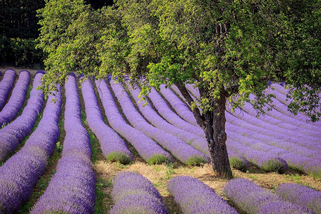 Frankreich, Vaucluse, Aurel, Walnussbäume ( Juglans L.) in einem Lavendelfeld