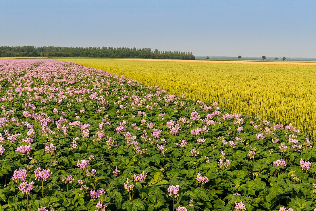 Frankreich, Somme, Nampont Saint Martin, blühender Kartoffelacker