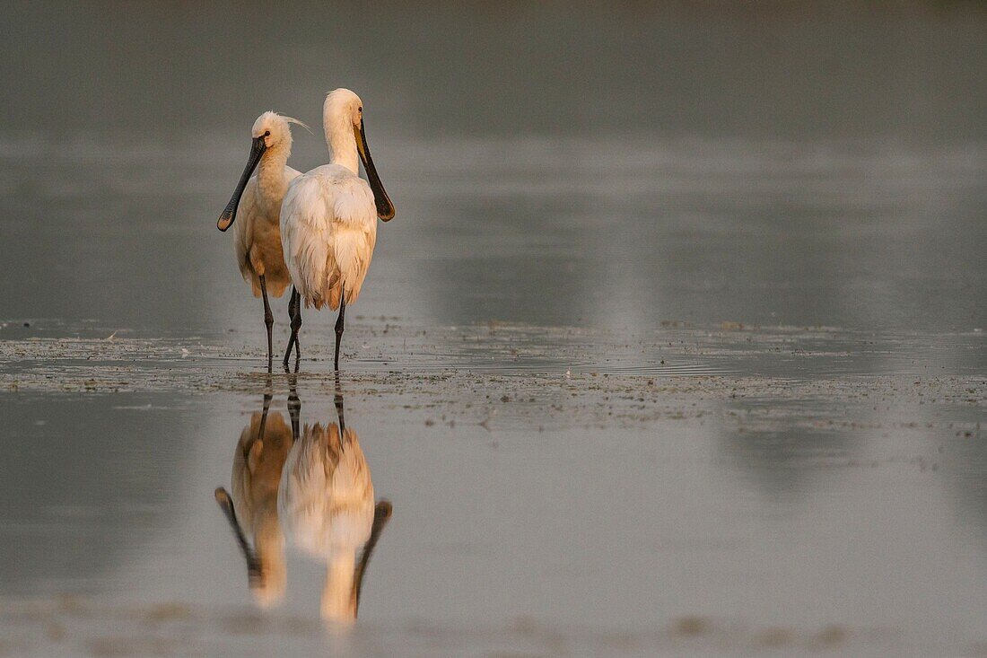 France, Somme, Somme Bay, Le Crotoy, Crotoy Marsh, Spoonbill (Platalea leucorodia Eurasian Spoonbill), grooming session in common and mutual to maintain social bonds\n