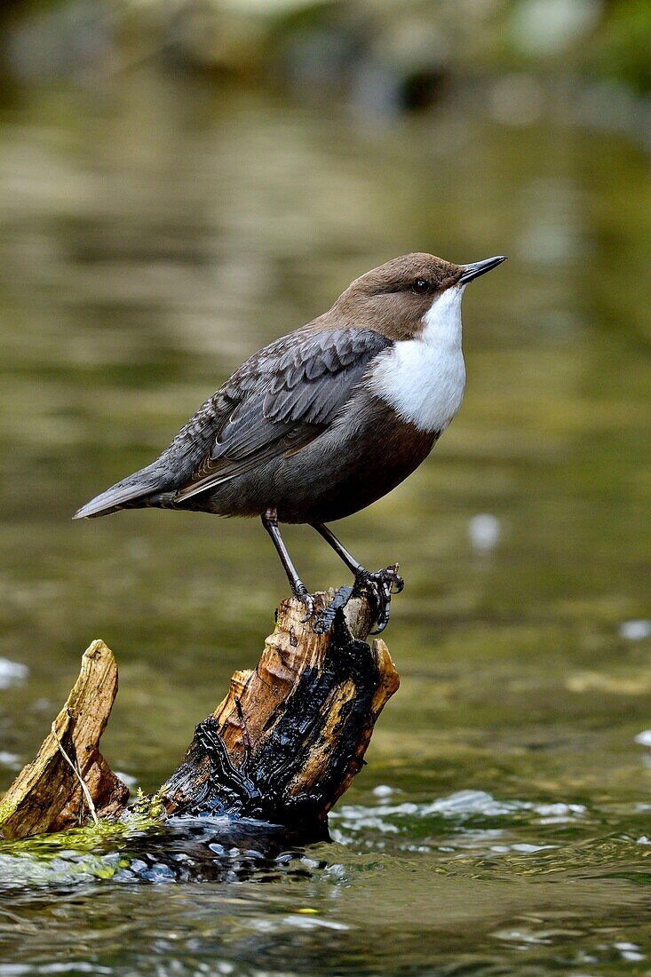 France, Doubs, Creuse Valley, bird, Cincle diver (Cinclus cinclus)\n