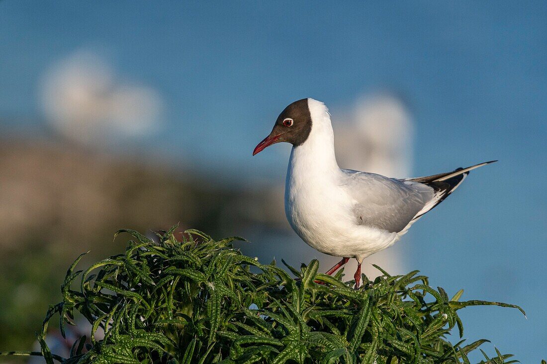 France, Somme, Bay of the Somme, Crotoy Marsh, Le Crotoy, every year a colony of black-headed gulls (Chroicocephalus ridibundus - Black-headed Gull) settles on the islets of the Crotoy marsh to nest and reproduce\n