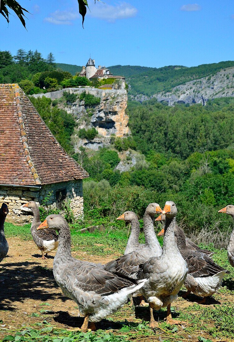 France, Lot, Chateau Belcastel and goose farm\n