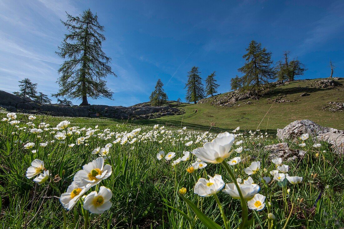 France, Hautes Alpes, massif of Oisans, Ecrins National Park, Vallouise, hike to Pointe des Tetes, path on the summit plateau between rare melezes, in a pasture covered with buttercups\n