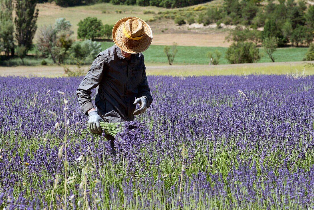 France, Vaucluse, Provence Alpes Cote d'Azur, champs de lavande, Ferrassieres, lavender bunch harvest\n