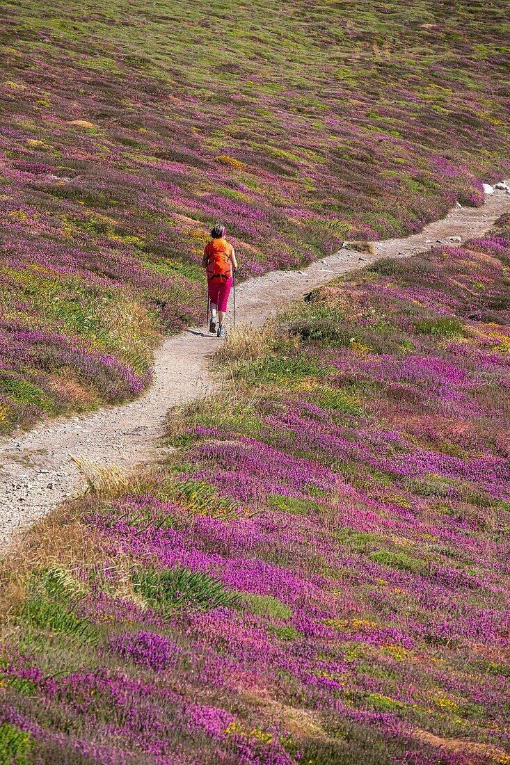 Frankreich, Finistere, Regionaler Naturpark Armorica, Halbinsel Crozon, Camaret-sur-Mer, Wanderweg GR 34 oder Zollweg in der Nähe der Pointe de Pen Hir