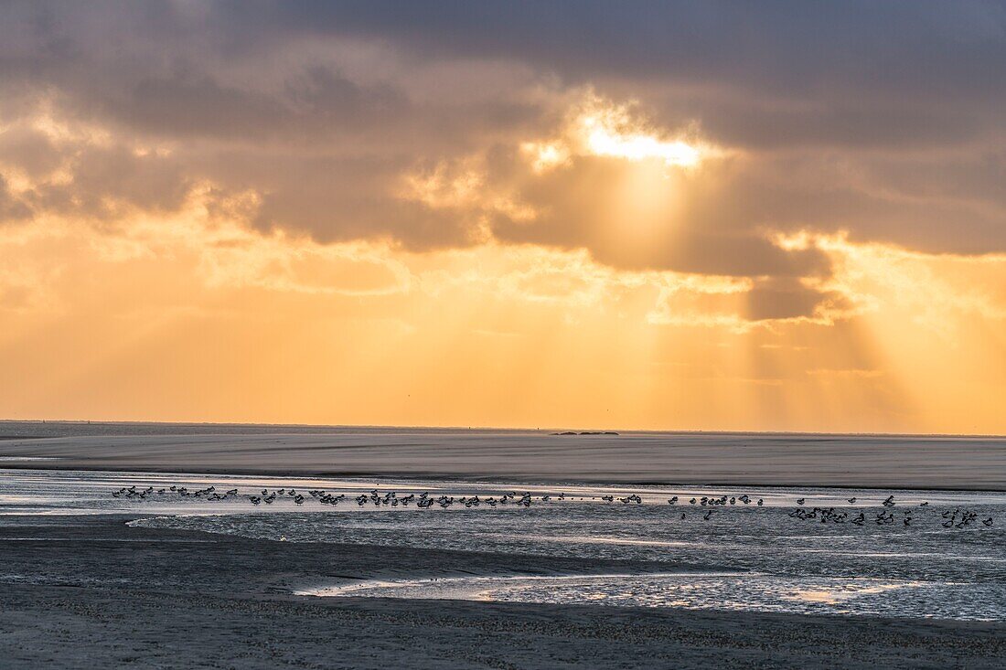 France, Somme, Somme Bay, Natural Reserve of the Somme Bay, Le Crotoy, Beaches of the Maye, Common Shelduck (Tadorna tadorna) at dusk\n