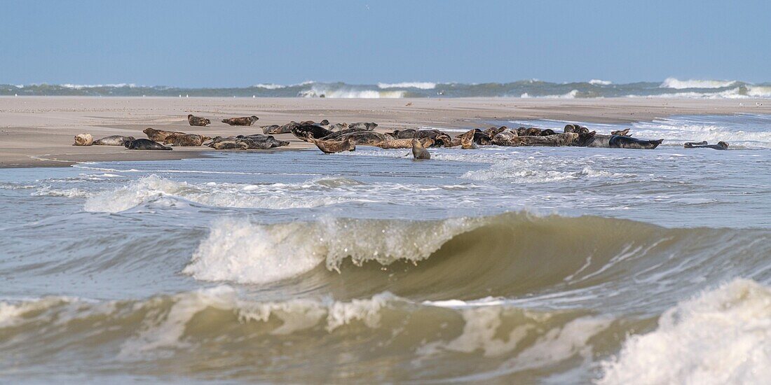 Frankreich, Somme, Somme-Bucht, Le Hourdel, Die Hourdel-Robbenkolonie auf der Sandbank, während starke Wellen sie überfluten