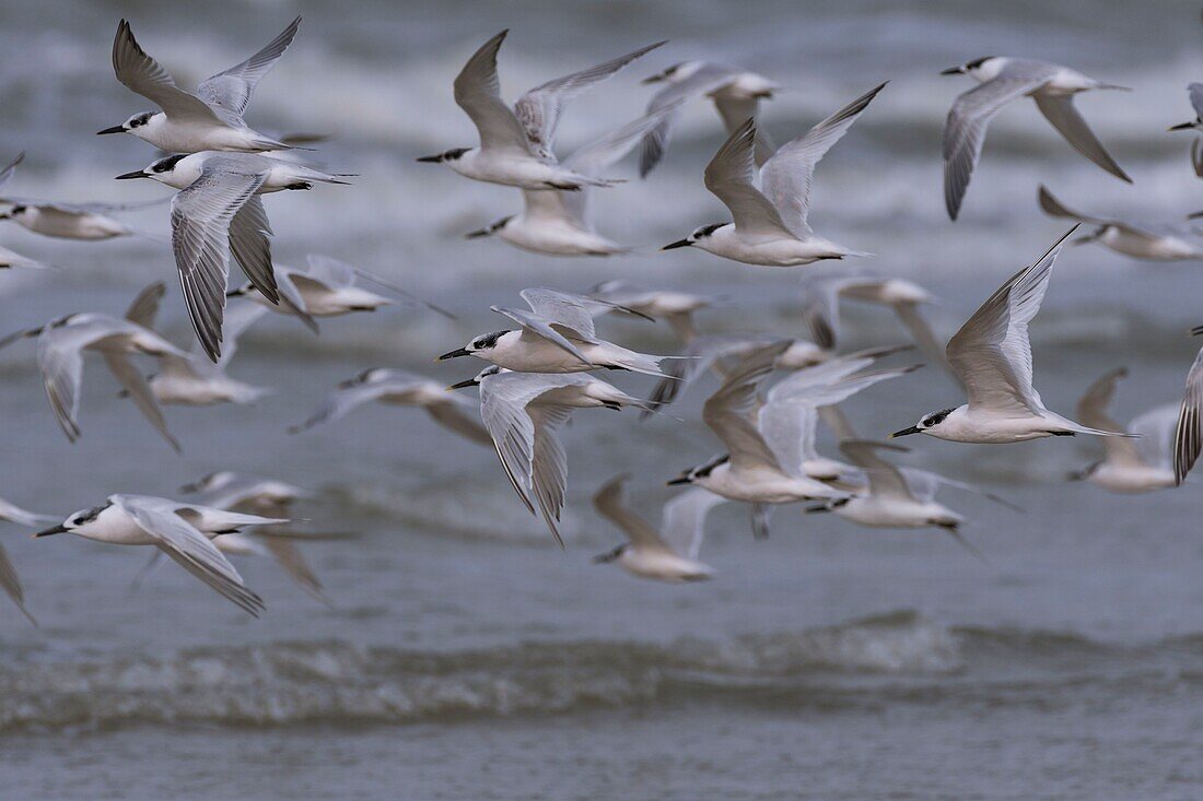 France, Pas de Calais, Berck sur Mer, Caugek Terns (Thalasseus sandvicensis, Sandwich Tern) on the beach in autumn\n