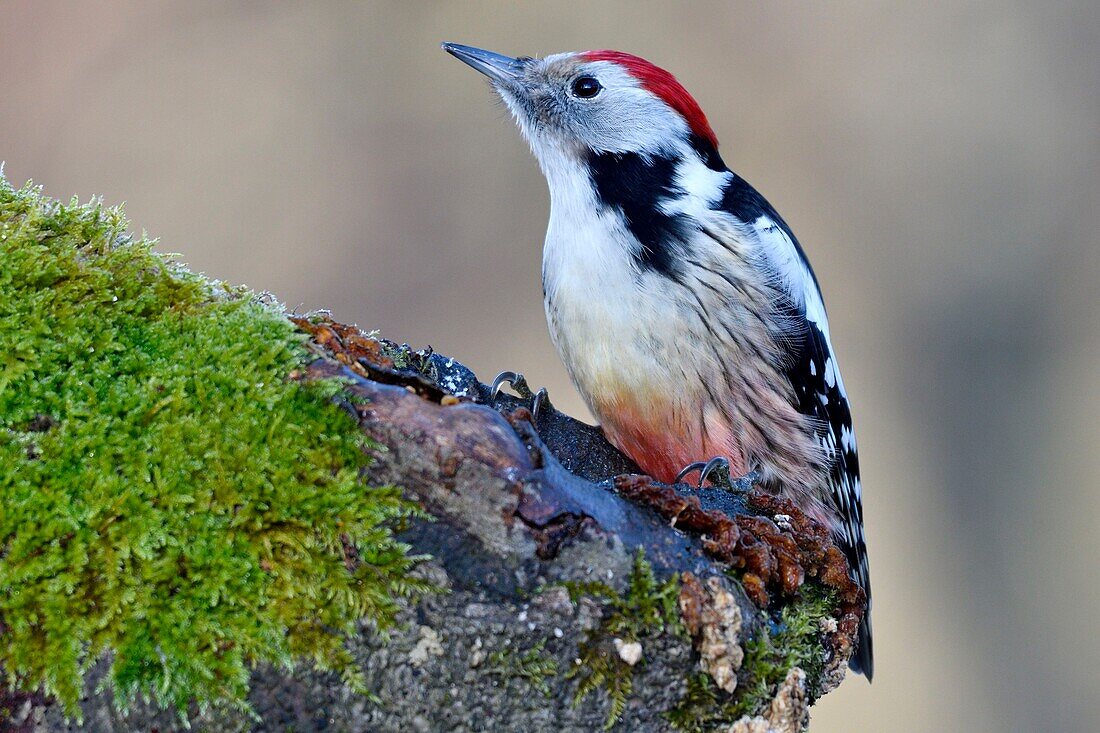 France, Doubs, bird, woodpecker (Dendrocopos medius) foraging on an old trunk\n