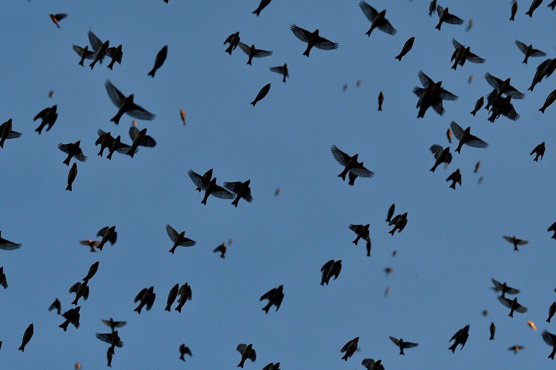 France, Doubs, Swiss border, bird, Chaffinch (Fringilla montifringilla) regrouping in dormitory for the night, concentrated flight\n
