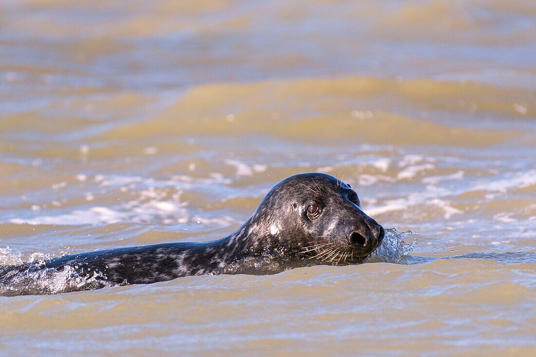 France, Somme, Baie de Somme, The hourdel, grey seal (Halichoerus grypus) swimming\n